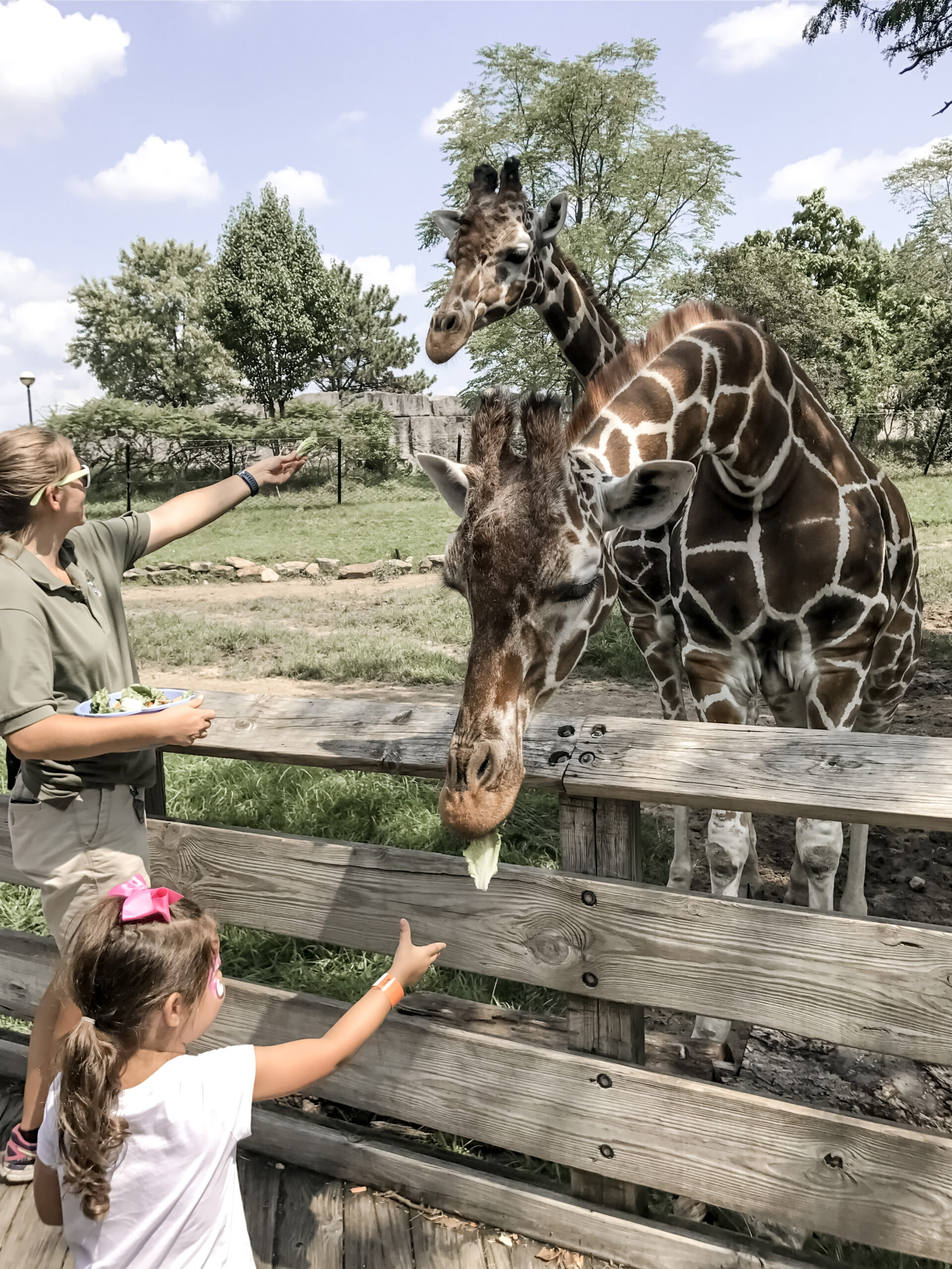 Things for Kids in Indianapolis - Indianapolis Zoo - Feeding the Giraffes