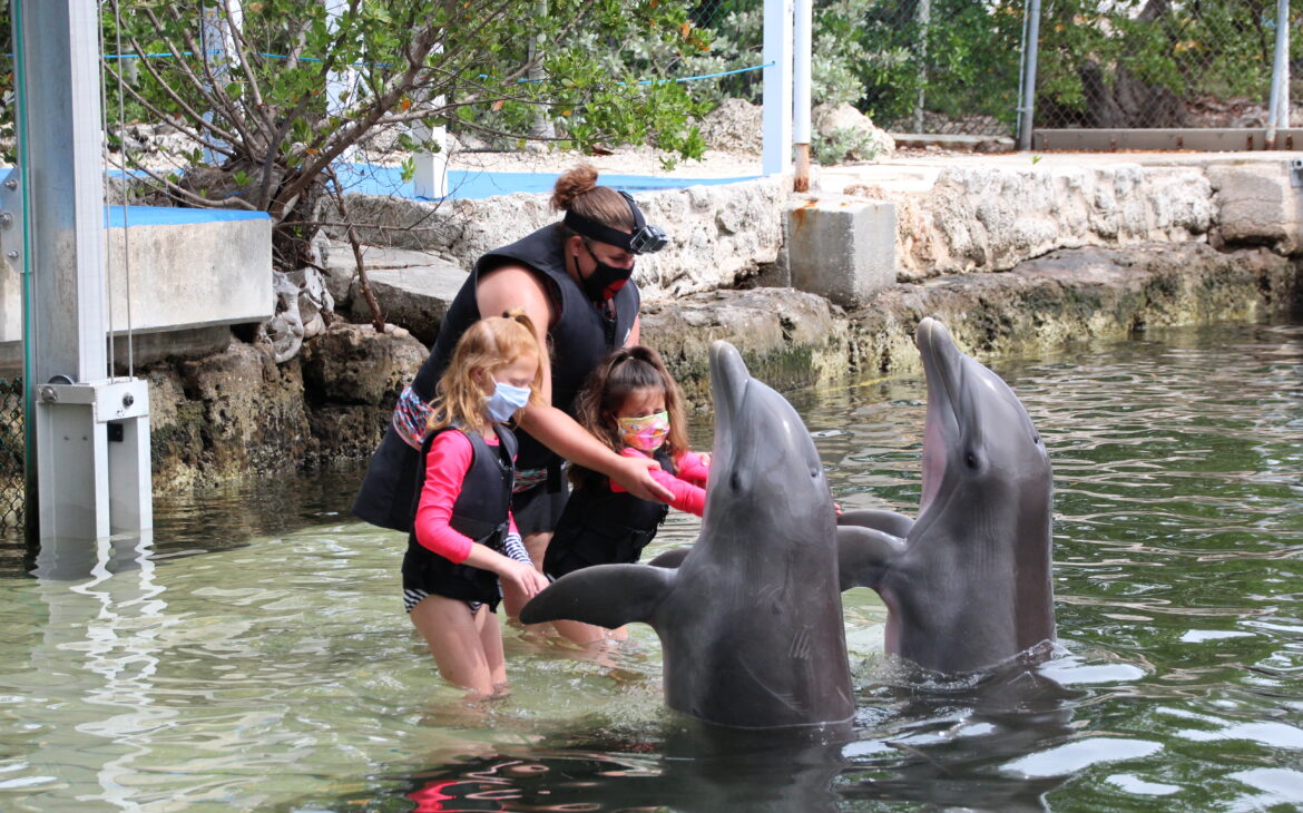 Island Dolphin Care - Dolphin Interaction 5