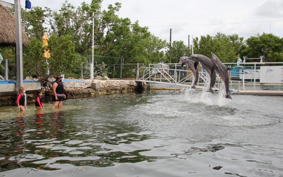 Island Dolphin Care - Dolphin Interaction 3