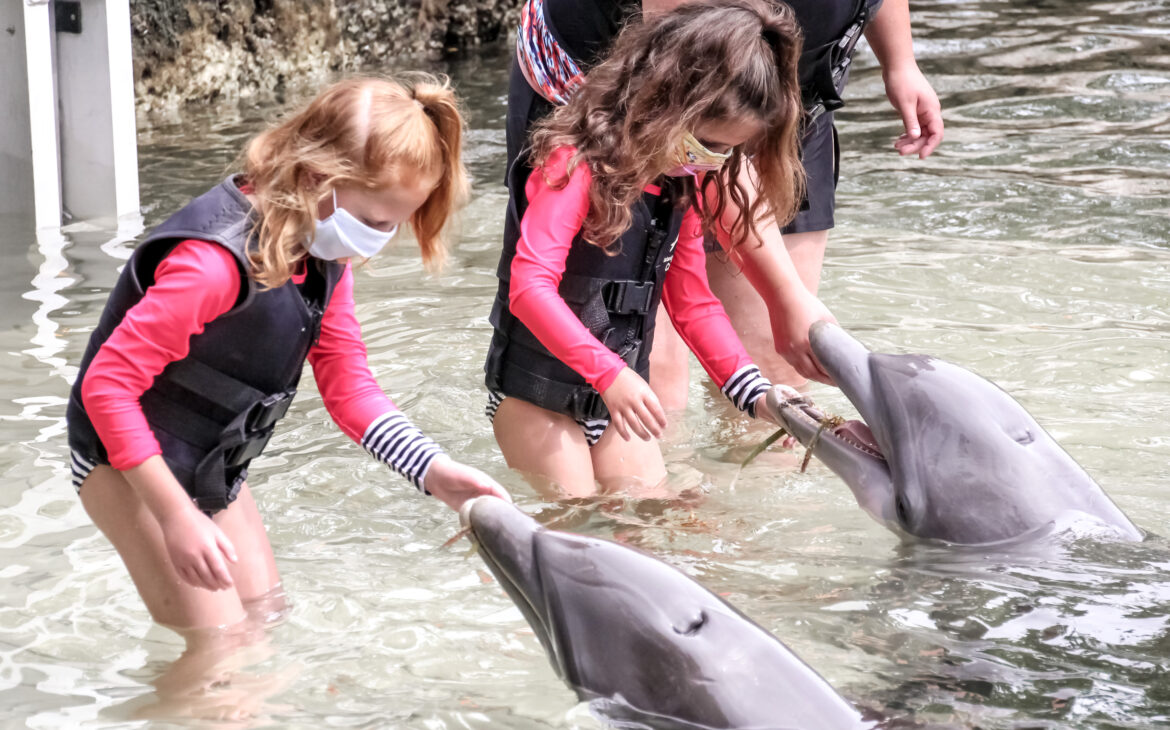 Island Dolphin Care - Dolphin Interaction 4