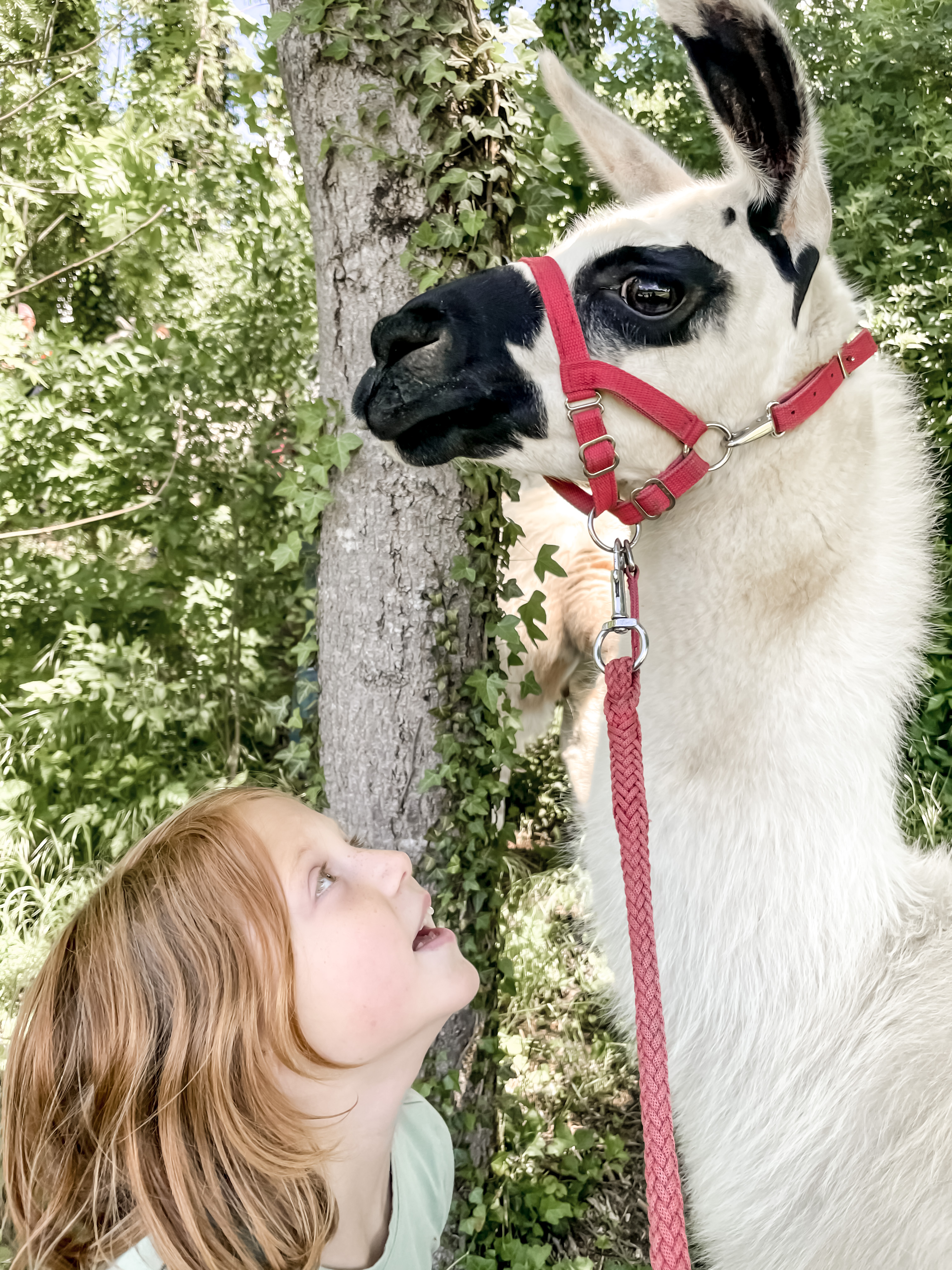 Llama Trekking in Switzerland - Emma and Sayen