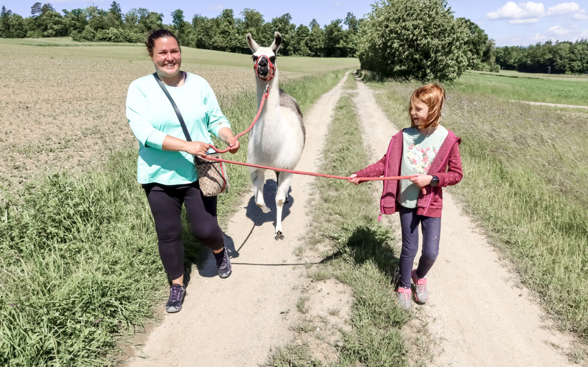 Llama Trekking in Switzerland